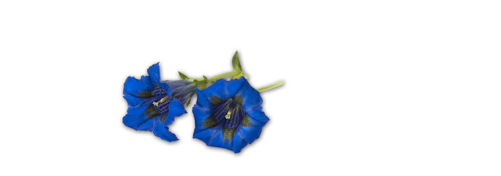 Enzian Tyrolean Almwurzerl Handl Tyrol