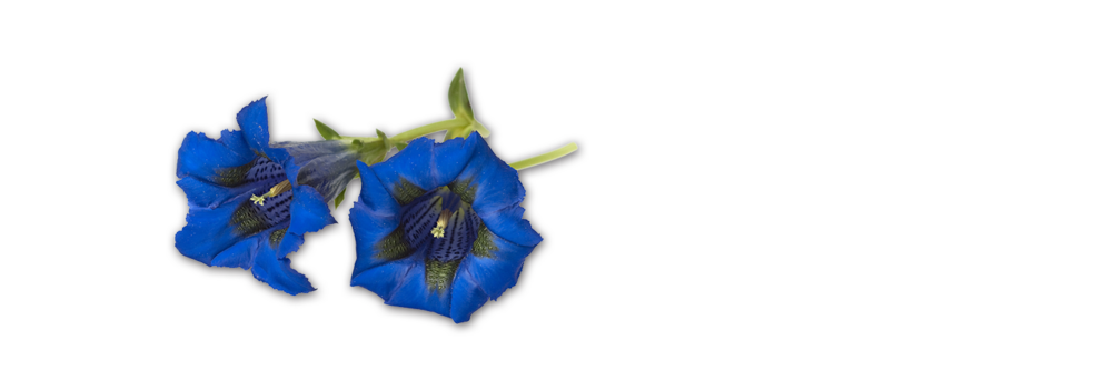 Gentian Tyrolean Mountain sausage Handl Tyrol