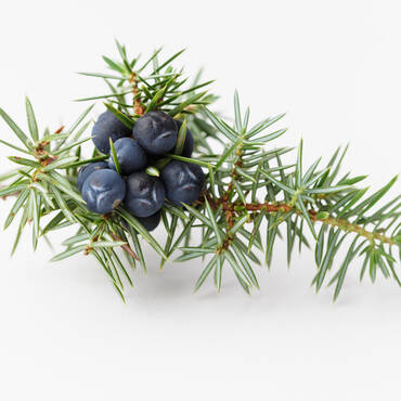 Juniper twig spice Handl Tyrol Handl Tyrol