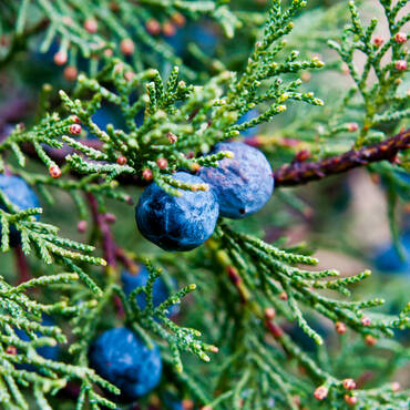 Juniper shrub with cones Spice Handl Tyrol
